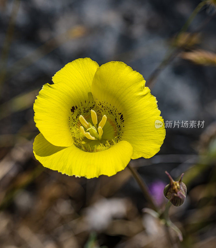 Calochortus luteus，黄色mariposa lily，是加利福尼亚特有的一种mariposa lily。索诺玛山保护区，索诺玛县，加利福尼亚州。